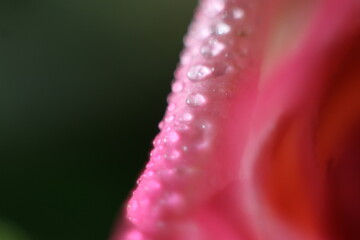 A close up of a flower