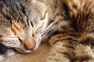 Close-up portrait of young tabby cat, sleeping on a carpet