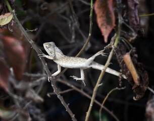 indian chameleon changing branch with one leg in air