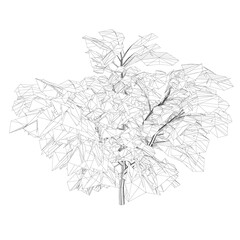 Wireframe tree with many leaves isolated on white background. 3D. Vector illustration