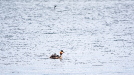 The water bird Great crested Grebe, Podiceps cristatus, swimming in the lake, and its cute babies riding on its back