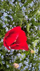 Admiring the flowers and landscapes of our world