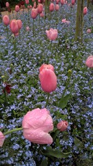 Admiring the flowers and landscapes of our world