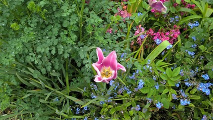 Admiring the flowers and landscapes of our world