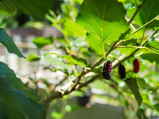 The ripe mulberry balls are fit on the mulberry tree.