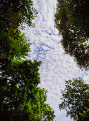 trees and sky