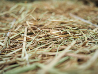 The dry grass in the background blurred.