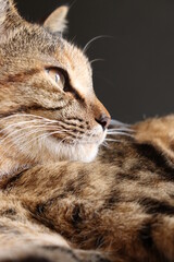 Close-up portrait of young tabby cat, looking at something