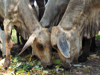 The head of the cow collided while eating.