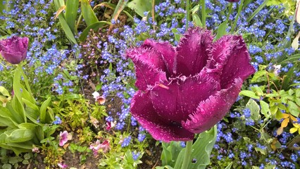 Admiring the flowers and landscapes of our world