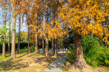 Hubei Wuhan East Lake Scenic Area Late Autumn  Scenery