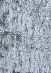 Gray old tree texture background