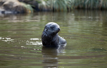 Naklejka premium Fur Seal Cub (Arctocephalus gazella), South Georgia, Antarctic. Swimming in a glacial pond.