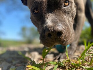 american staffordshire terrier