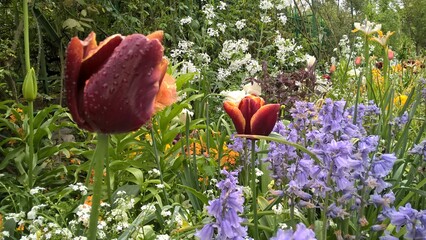 Admiring the flowers and landscapes of our world