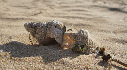 Natural background with a beautiful seashell