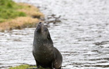Naklejka premium Fur Seal Cub (Arctocephalus gazella), South Georgia, Antarctic.