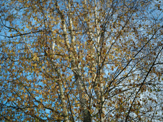 Birch tree in autumn