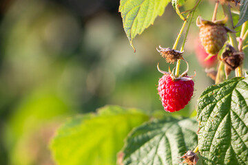 Fresh red raspberries growing on a branch