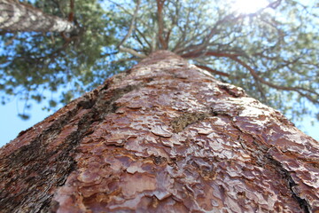 Obraz premium Nature Photos