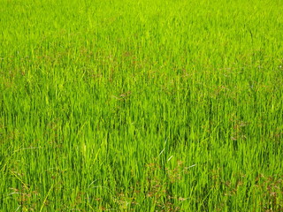 fresh green rice field background