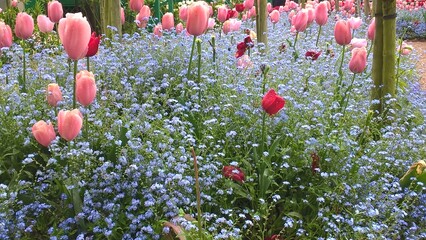 Admiring the flowers and landscapes of our world