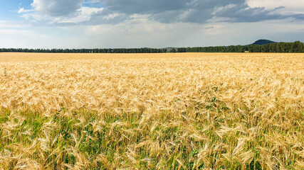 Golden wheat field in summer day. Ripening ears of yellow wheat field on the dark stormy sky background. Golden spikelets of wheat in a rural meadow. Consept of rich harvest.	