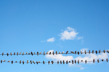 birds on a wire
