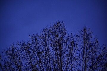 Tree branchs and blue sky at night. Portugal