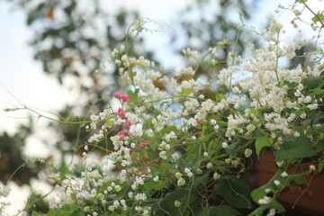 pretty flower with bright color image