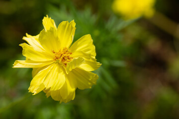 yellow flower in spring