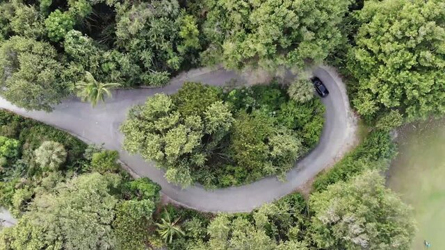Car Driving Through Loop in Tropical Trees