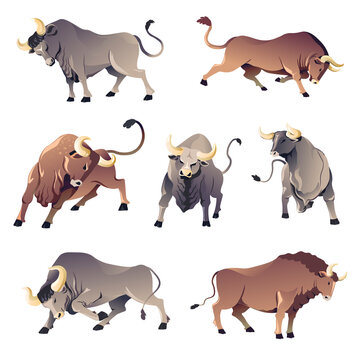 Bulls or buffalo, aggressive wild animals, ox corrida