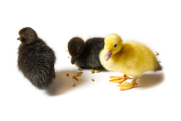 Yellow and Brown newborn duckling closeup on white background.