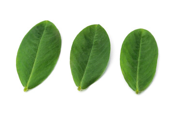 Peanut leaf isolated on white background.