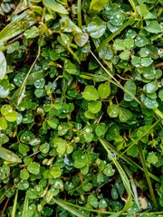 green leaves in the ground