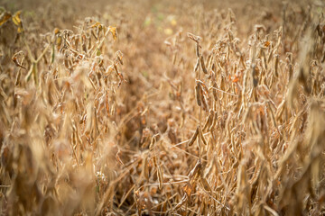 Ripe soybeans ready for harvesting on a farmer's field.