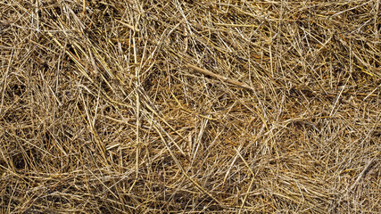 Hay or straw background texture