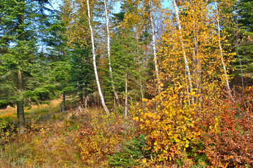 Blurred autumn landscape with yellow trees and sun. Colorful leaves in the forest. Selective focus. Fall background.