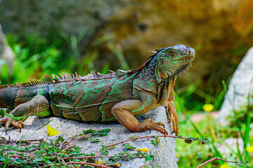 Iguana lizard on a stone. Lizard Iguana, in a cave where lizards live.