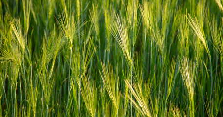 Green ears of wheat at sunset.