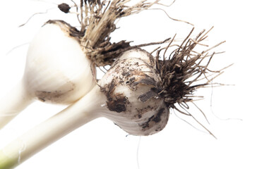 Garlic isolated on a white background.