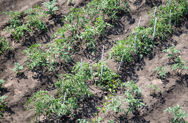 Green tomatoes grow in the ground in the vegetable garden.