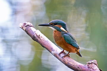 Common kingfisher (Alcedo atthis) in its natural enviroment