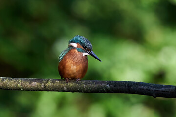Common kingfisher (Alcedo atthis) in its natural enviroment
