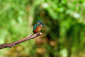 Common kingfisher (Alcedo atthis) in its natural enviroment