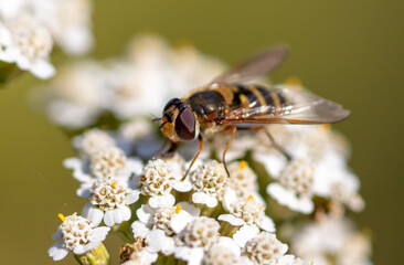 Close-up of a bee on a flower in nature.