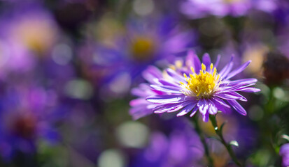 Obraz premium Purple flowers in the park.