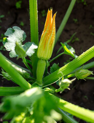 Zucchini grow in the ground in the garden.
