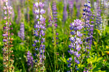 Beautiful purple flower grows in the park.